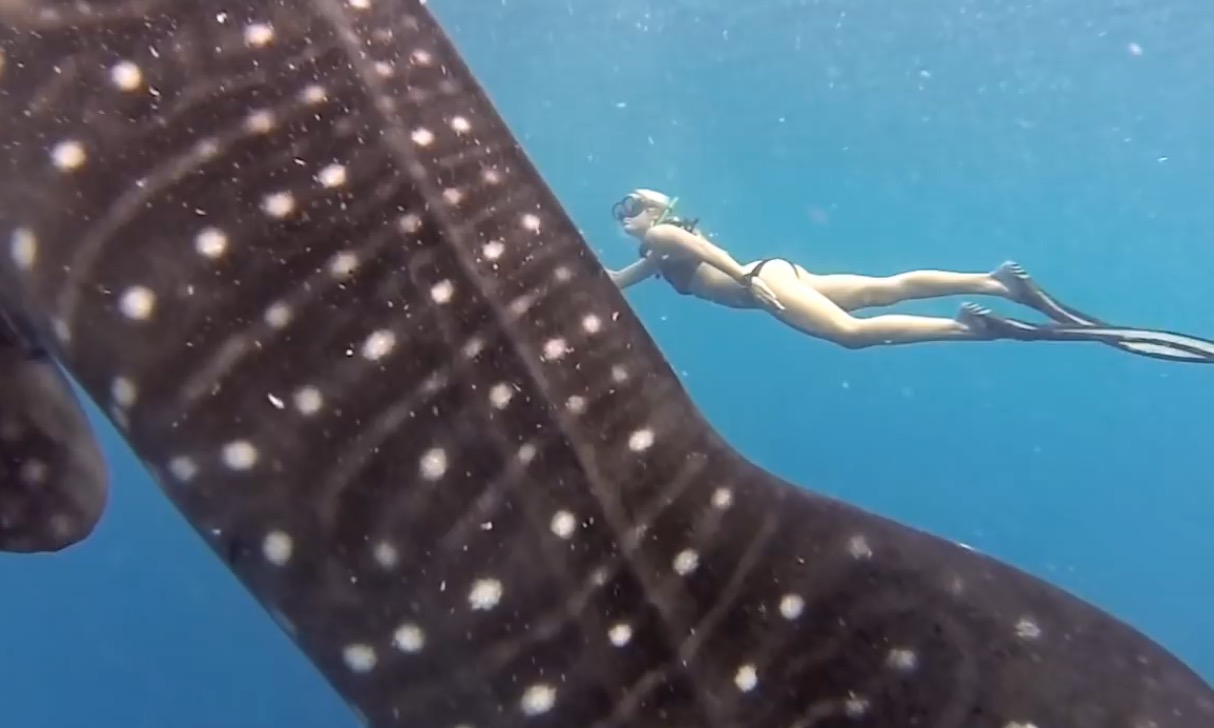 Une Jolie Fille Nage Avec Des Requins Baleines