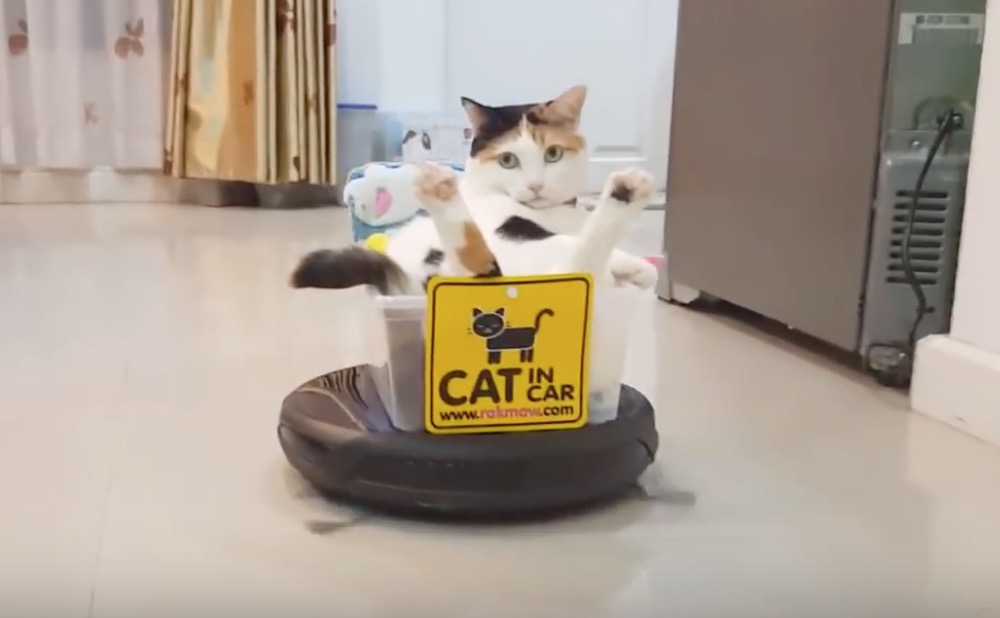 Un Chat Se Repose Dans Un Robot Aspirateur