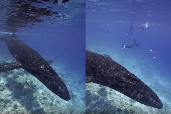 Des plongeurs croisent une baleine à bosse